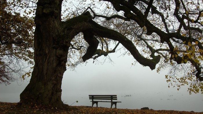 Großer Baum und Bank am Wasser.