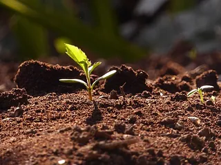 Young green plant growing in soil.